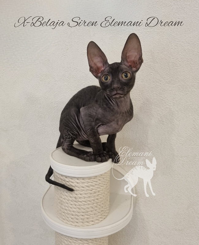 X-Belaja Siren Elemani Dream - Kitten cornish rex 2 months 3 weeks