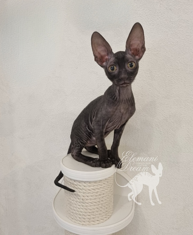 X-Belaja Siren Elemani Dream - Kitten cornish rex 2 months 3 weeks