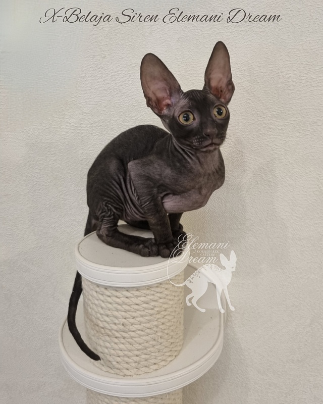 X-Belaja Siren Elemani Dream - Kitten cornish rex 2 months 3 weeks