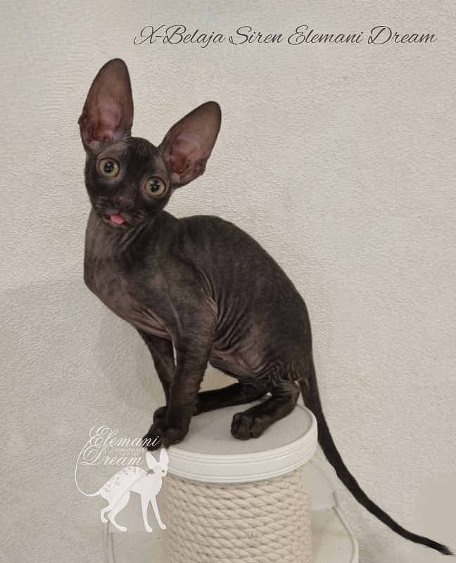 X-Belaja Siren Elemani Dream - Kitten cornish rex 2 months 3 weeks
