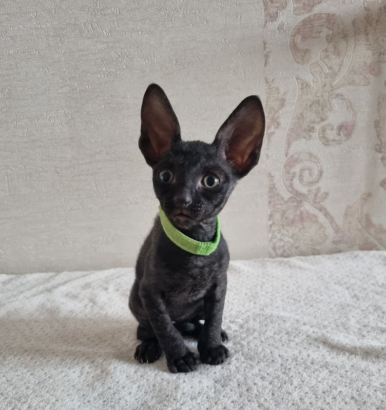 X-Cherny Tulpan Elemani Dream - Kitten cornish rex 1 month 2 weeks