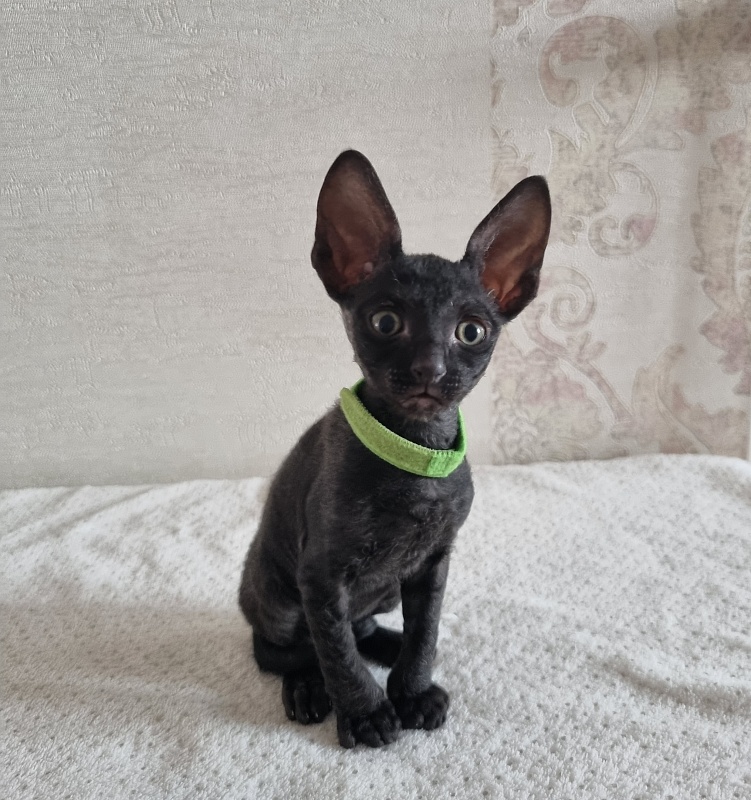 X-Cherny Tulpan Elemani Dream - Kitten cornish rex 1 month 2 weeks