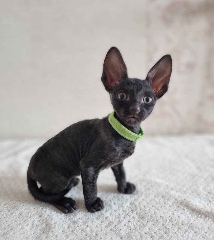 X-Cherny Tulpan Elemani Dream - Kitten cornish rex 1 month 2 weeks