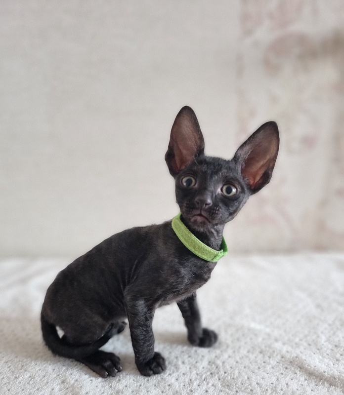 X-Cherny Tulpan Elemani Dream - Kitten cornish rex 1 month 2 weeks