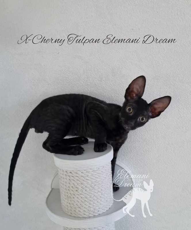 X-Cherny Tulpan Elemani Dream - Kitten cornish rex 2 months 2.5 weeks