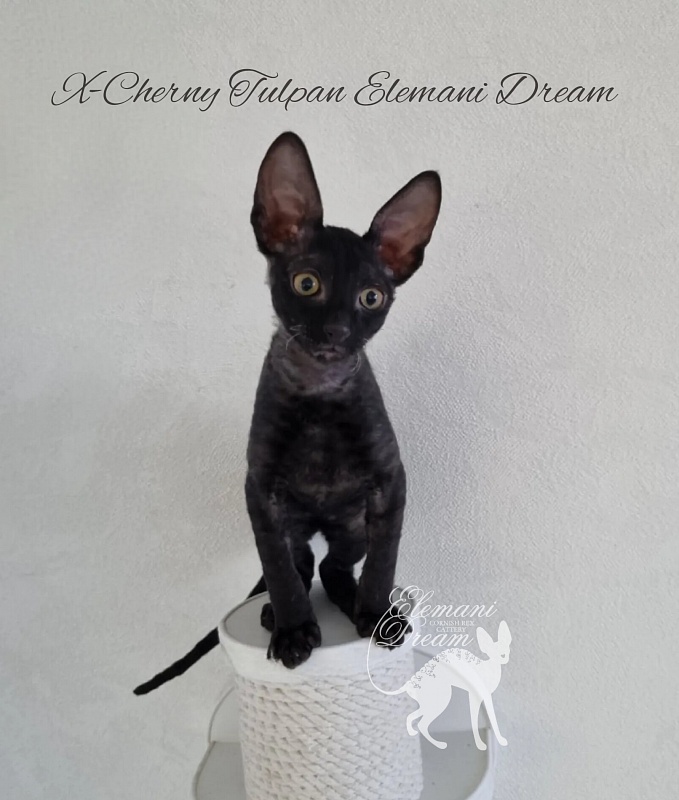 X-Cherny Tulpan Elemani Dream - Kitten cornish rex 2 months 2.5 weeks