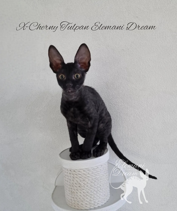 X-Cherny Tulpan Elemani Dream - Kitten cornish rex 2 months 2.5 weeks