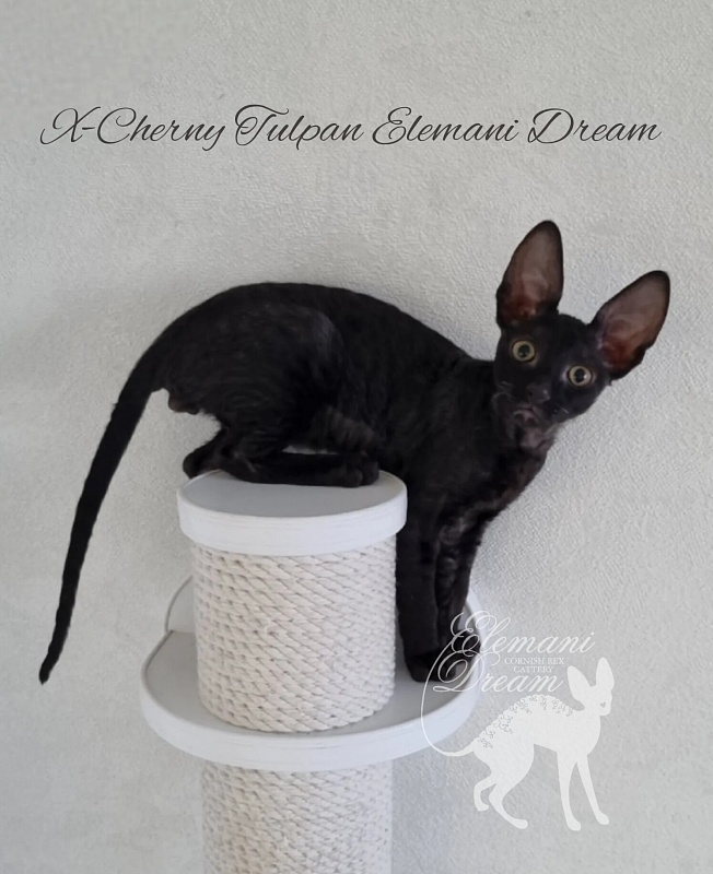X-Cherny Tulpan Elemani Dream - Kitten cornish rex 2 months 2.5 weeks