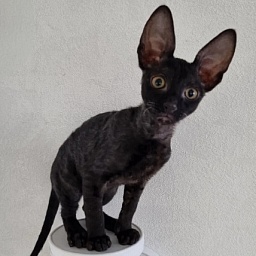 X-Cherny Tulpan Elemani Dream