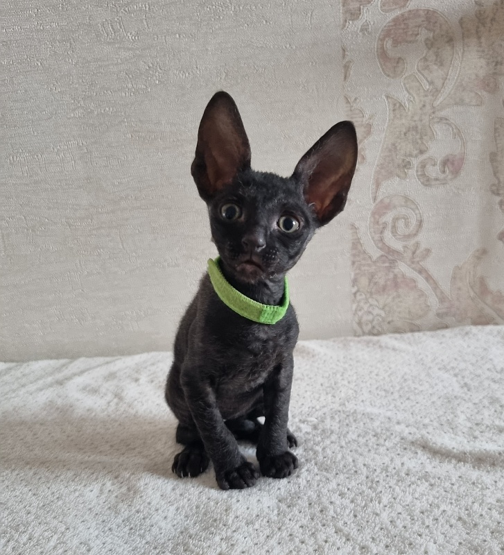 X-Cherny Tulpan Elemani Dream - Kitten cornish rex 1 month 2 weeks