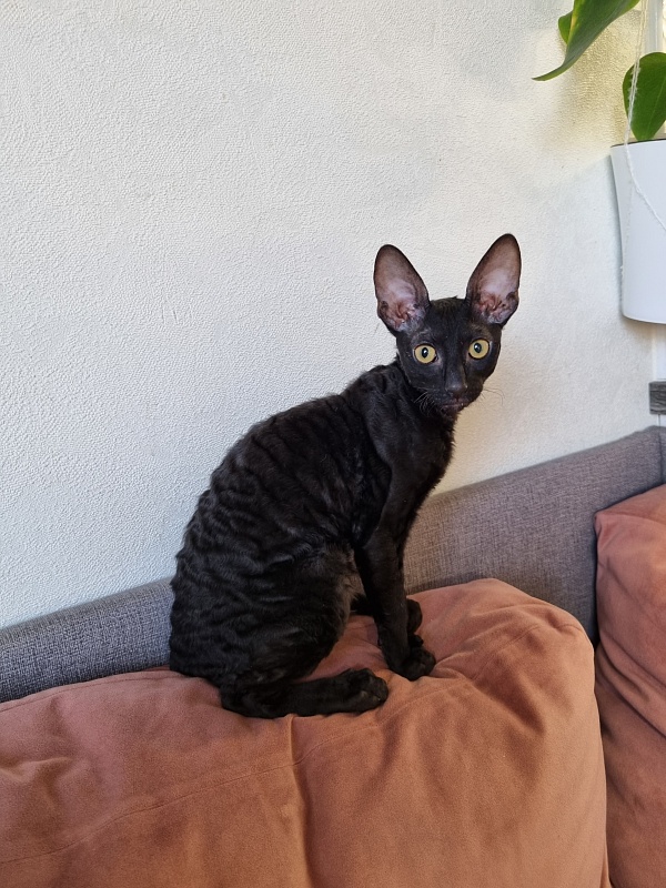 X-Cherny Tulpan Elemani Dream - Kitten cornish rex 4 months 0.5 weeks
