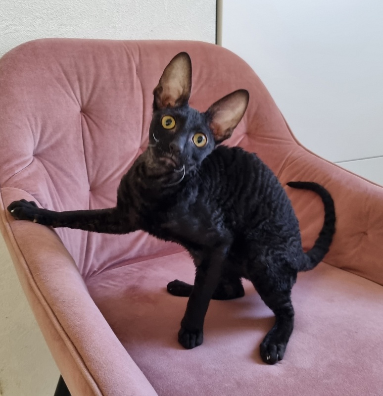 X-Cherny Tulpan Elemani Dream - Kitten cornish rex 5 months 1 week