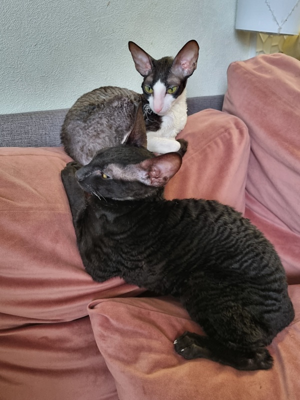 X-Cherny Tulpan Elemani Dream - Kitten cornish rex 5 months 3 weeks
