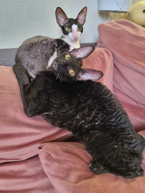 X-Cherny Tulpan Elemani Dream - Kitten cornish rex 5 months 3 weeks