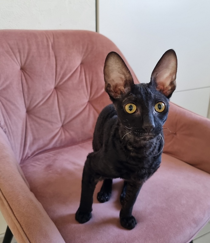X-Cherny Tulpan Elemani Dream - Kitten cornish rex 5 months 1 week