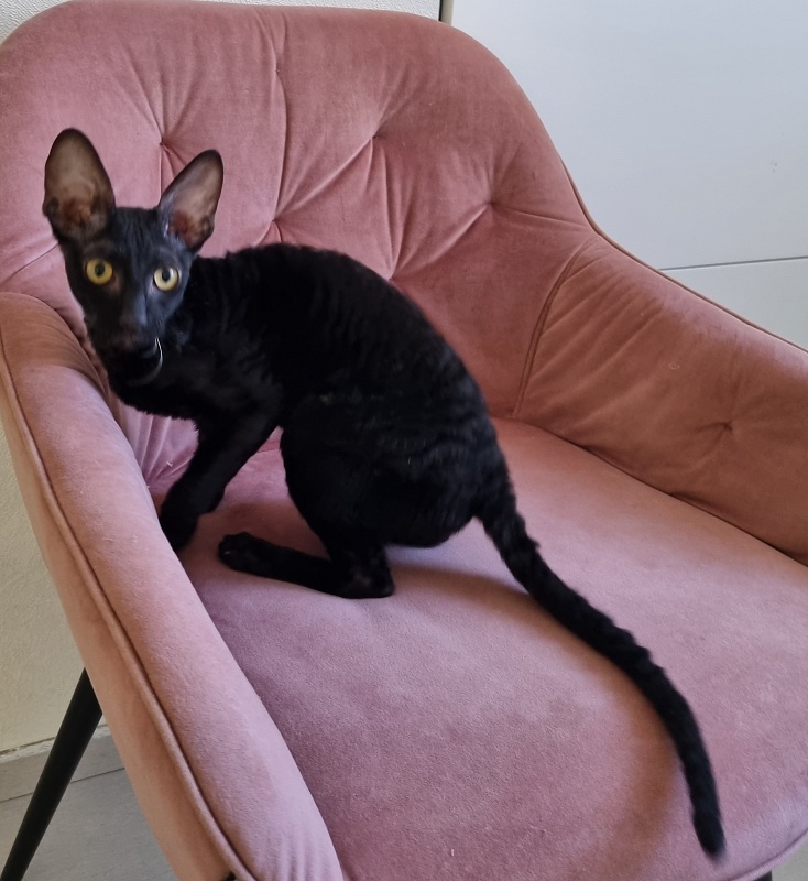 X-Cherny Tulpan Elemani Dream - Kitten cornish rex 5 months 1 week