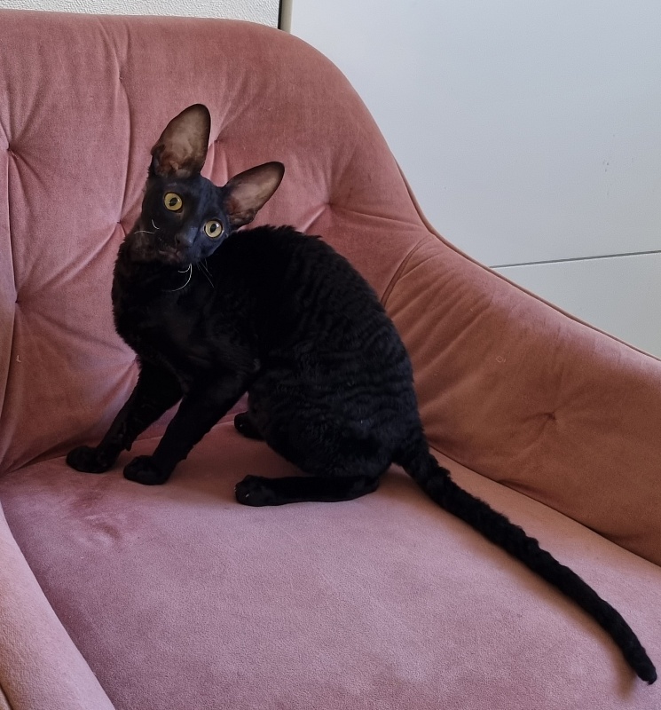 X-Cherny Tulpan Elemani Dream - Kitten cornish rex 5 months 1 week