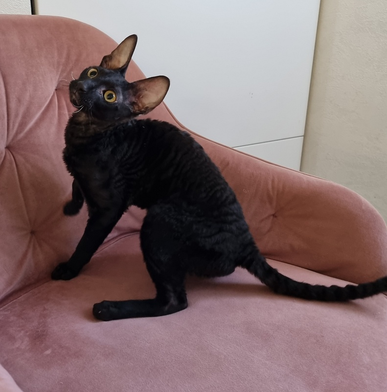 X-Cherny Tulpan Elemani Dream - Kitten cornish rex 5 months 1 week