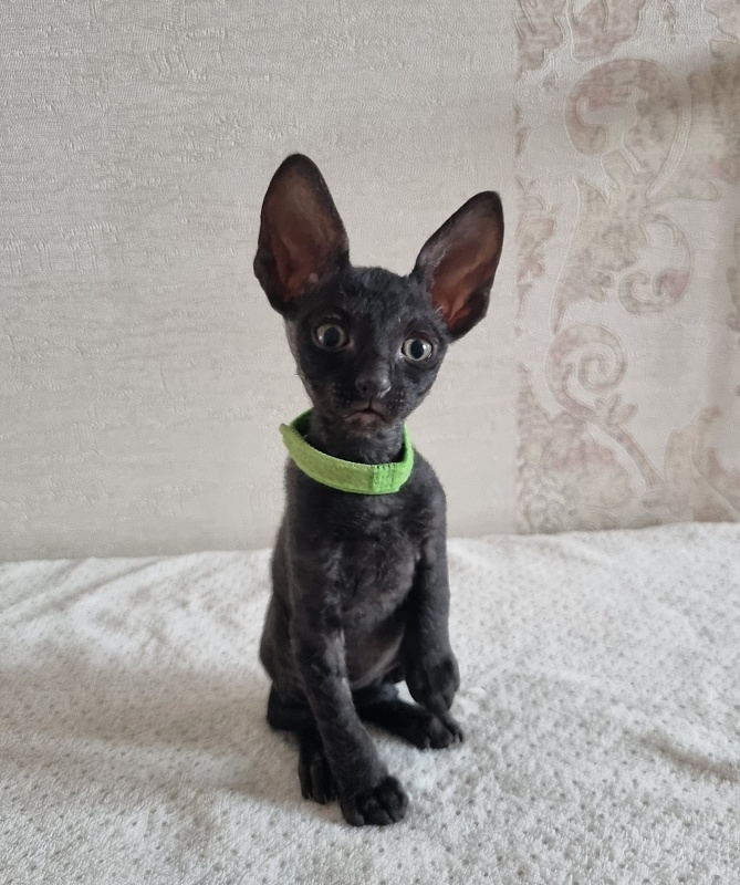 X-Cherny Tulpan Elemani Dream - Kitten cornish rex 1 month 2 weeks