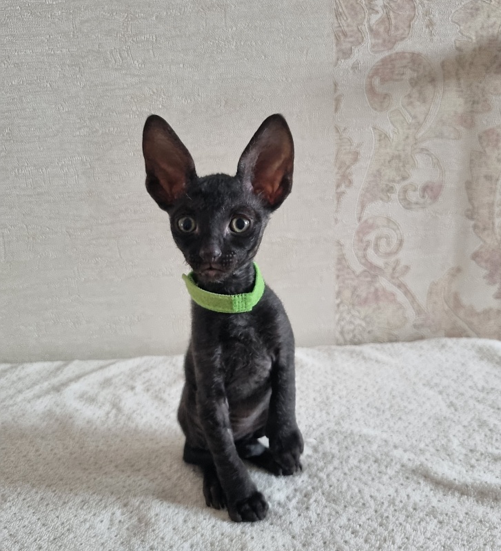 X-Cherny Tulpan Elemani Dream - Kitten cornish rex 1 month 2 weeks