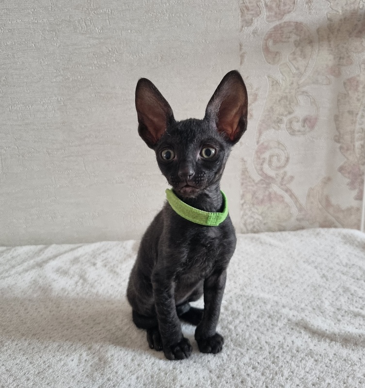 X-Cherny Tulpan Elemani Dream - Kitten cornish rex 1 month 2 weeks