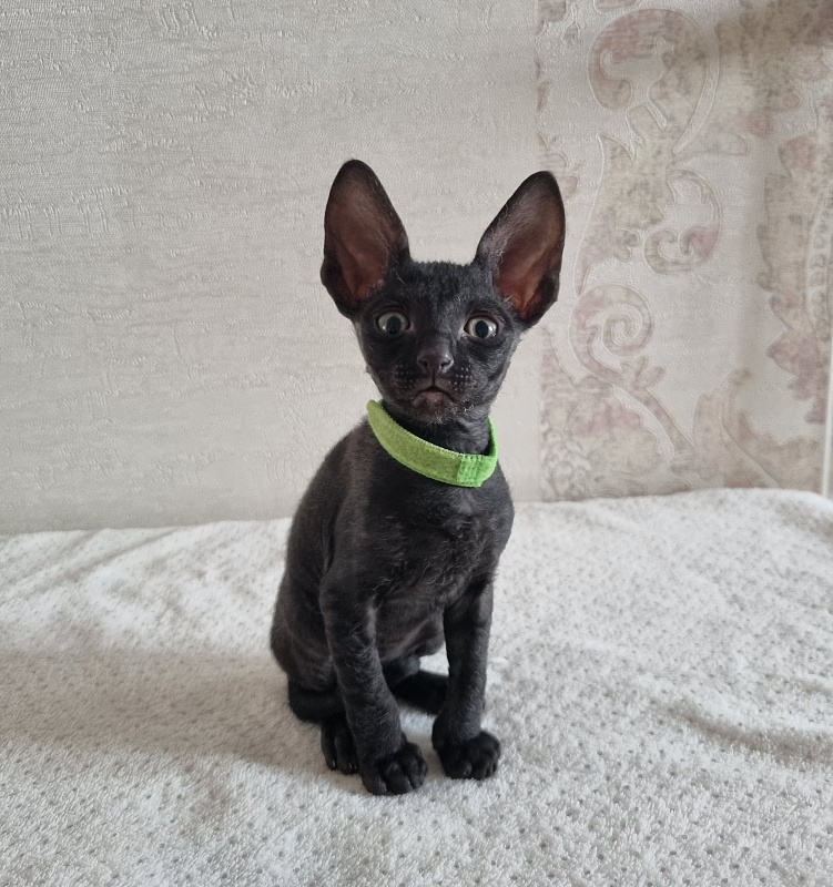 X-Cherny Tulpan Elemani Dream - Kitten cornish rex 1 month 2 weeks