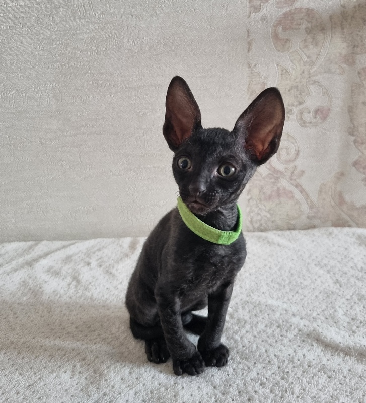 X-Cherny Tulpan Elemani Dream - Kitten cornish rex 1 month 2 weeks