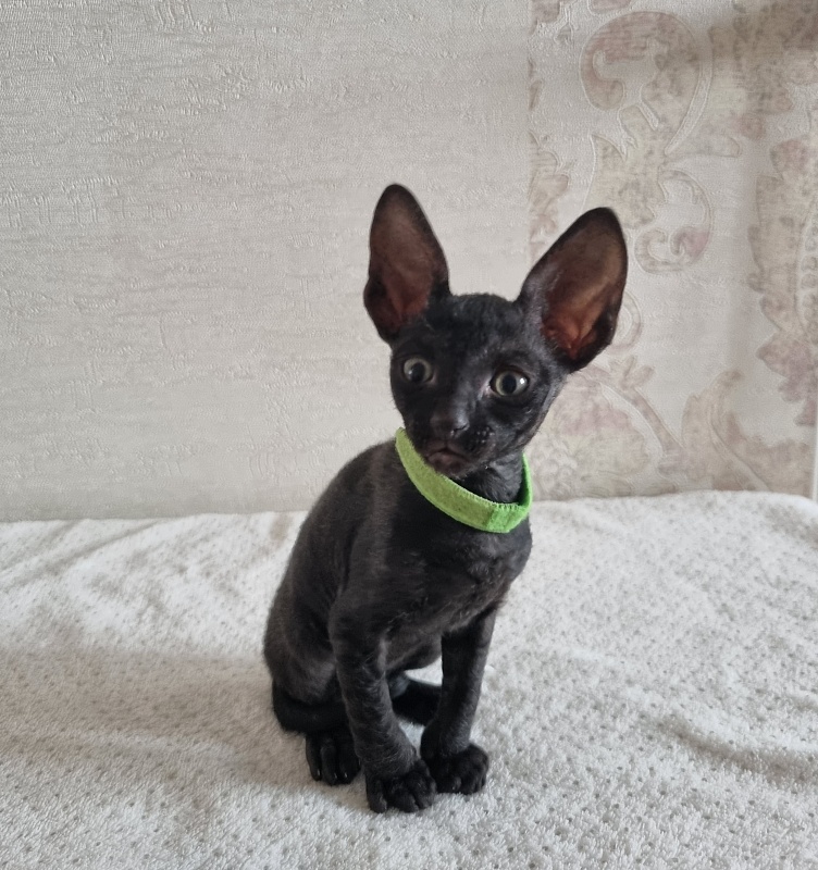 X-Cherny Tulpan Elemani Dream - Kitten cornish rex 1 month 2 weeks