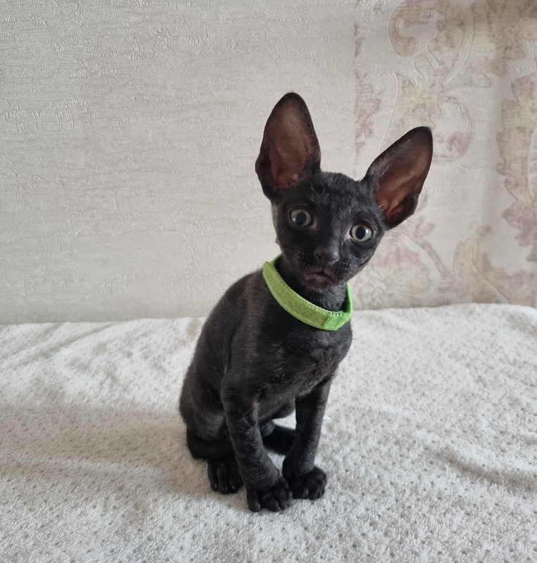 X-Cherny Tulpan Elemani Dream - Kitten cornish rex 1 month 2 weeks