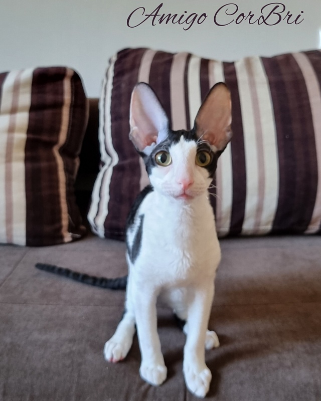 Amigo CorBri - Kitten cornish rex 4 months 2.5 weeks