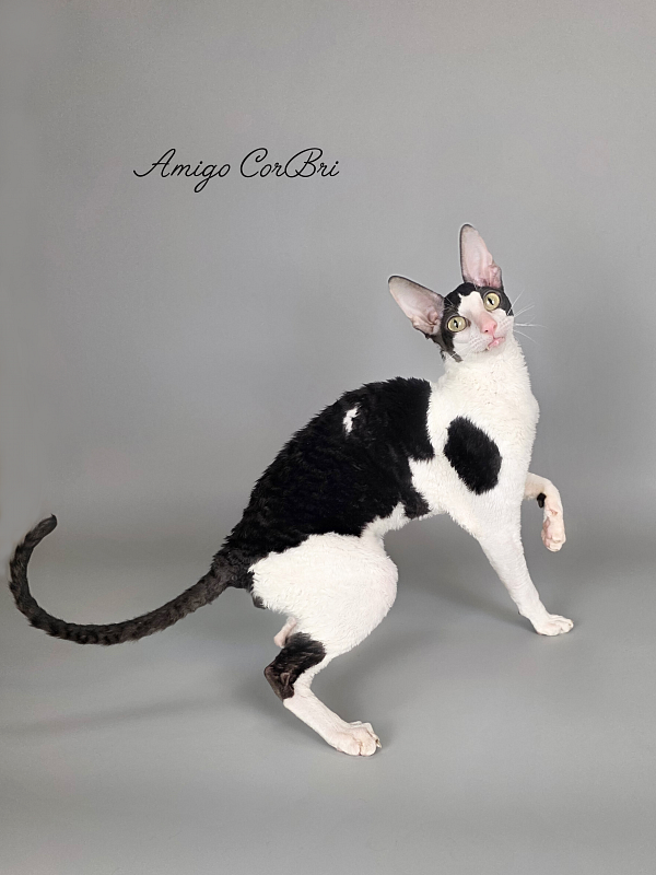 Amigo CorBri - Adult cornish rex 2 years 9 months 3.5 weeks