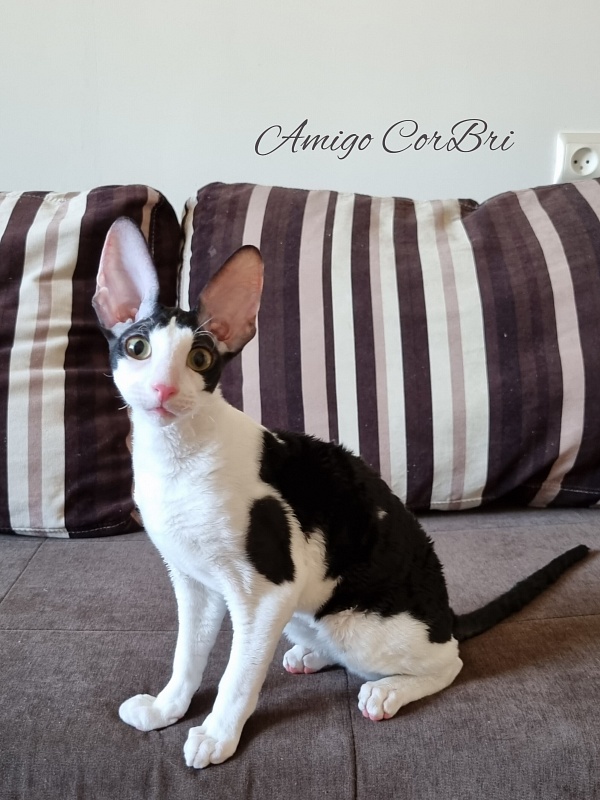 Amigo CorBri - Kitten cornish rex 4 months 2.5 weeks