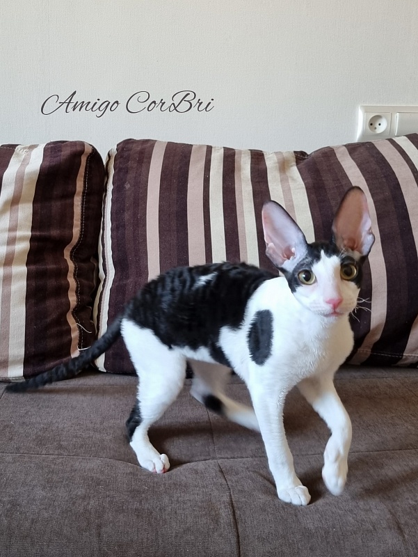 Amigo CorBri - Kitten cornish rex 4 months 2.5 weeks