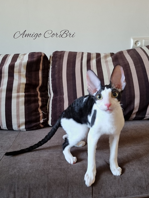 Amigo CorBri - Kitten cornish rex 4 months 2.5 weeks
