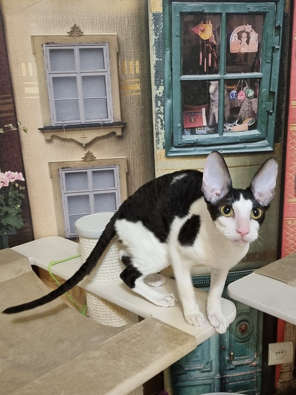 Amigo CorBri - Kitten cornish rex 6 months 1 week