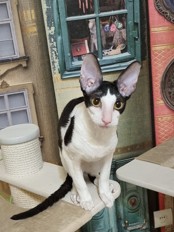 Amigo CorBri - Kitten cornish rex 6 months 1 week