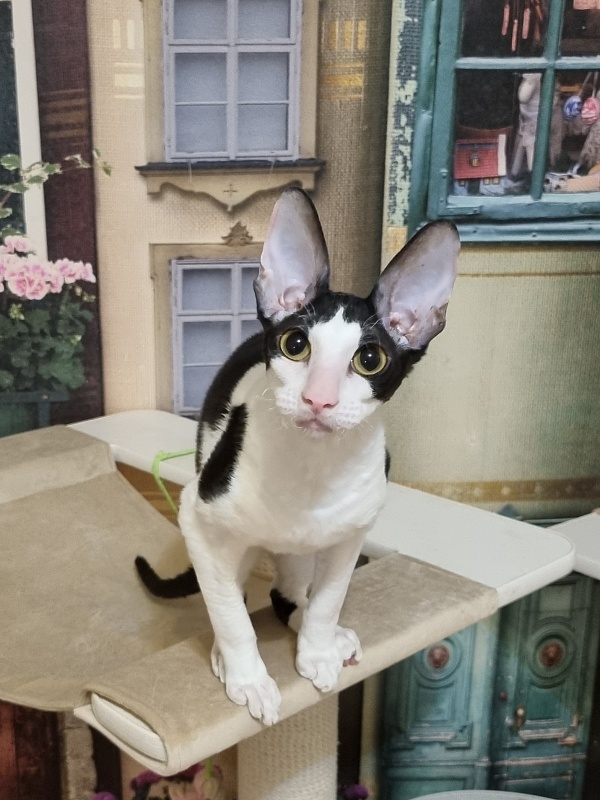 Amigo CorBri - Kitten cornish rex 6 months 1 week