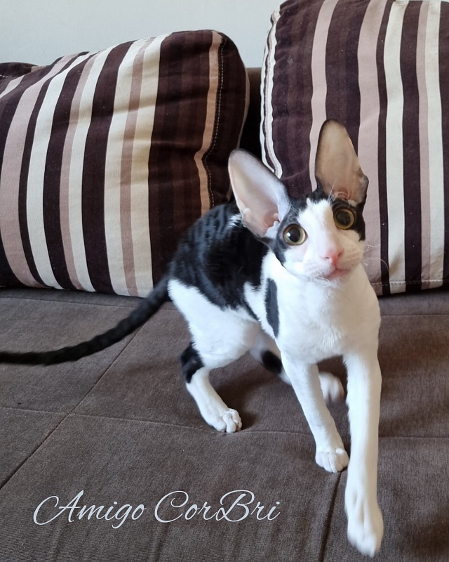 Amigo CorBri - Kitten cornish rex 4 months 2.5 weeks