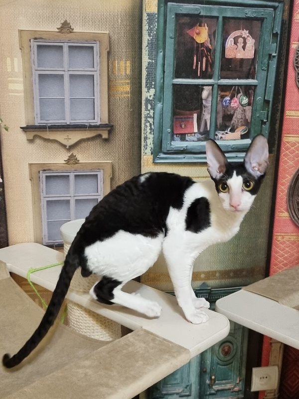 Amigo CorBri - Kitten cornish rex 6 months 1 week