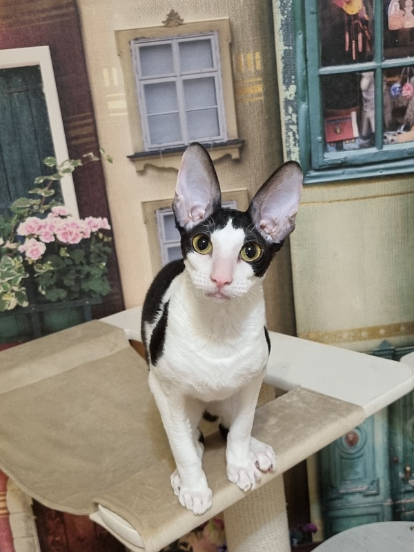 Amigo CorBri - Kitten cornish rex 6 months 1 week
