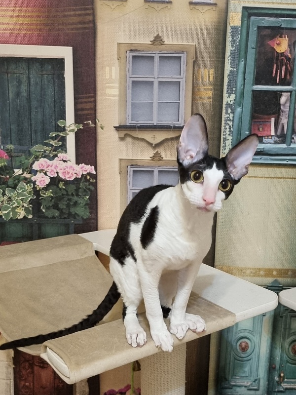 Amigo CorBri - Kitten cornish rex 6 months 1 week