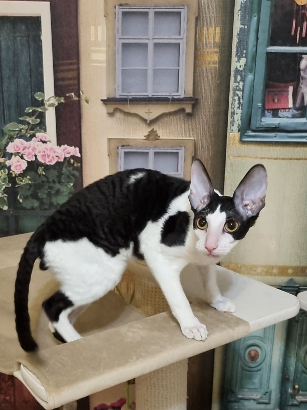 Amigo CorBri - Kitten cornish rex 6 months 1 week