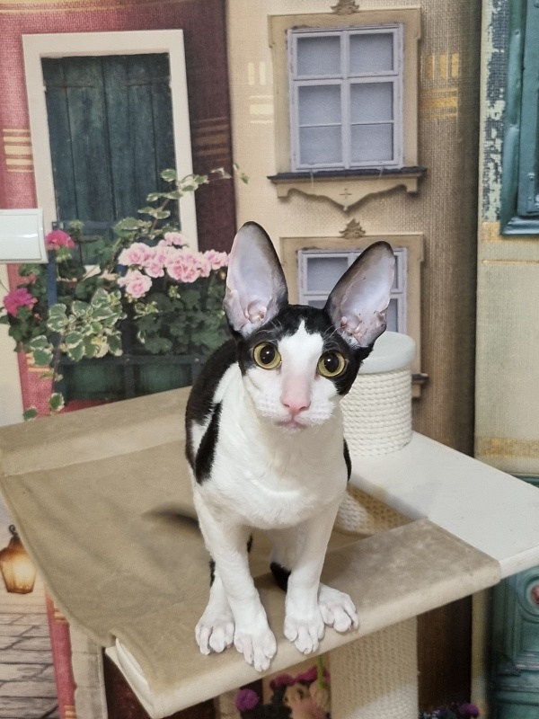 Amigo CorBri - Kitten cornish rex 6 months 1 week