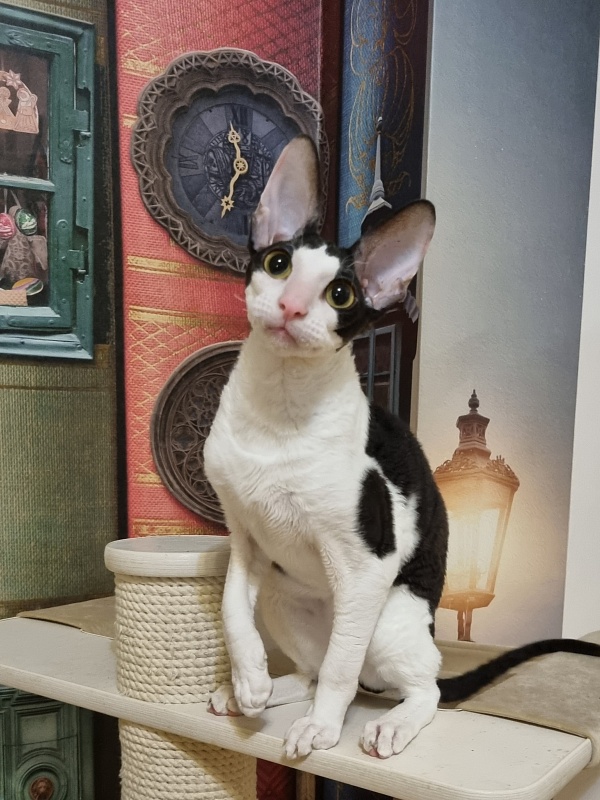 Amigo CorBri - Kitten cornish rex 6 months 1 week