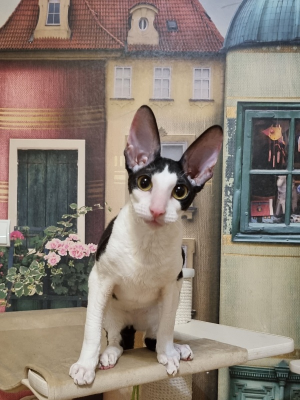 Amigo CorBri - Kitten cornish rex 6 months 1 week