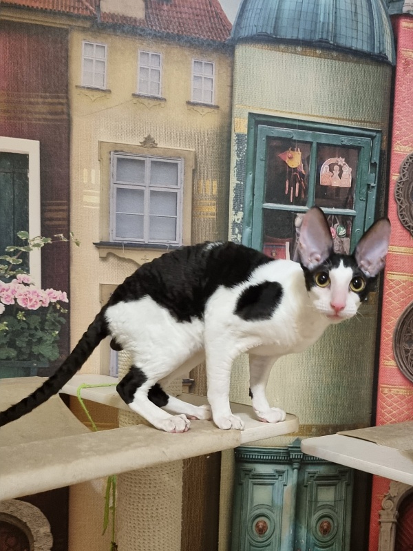 Amigo CorBri - Kitten cornish rex 6 months 1 week