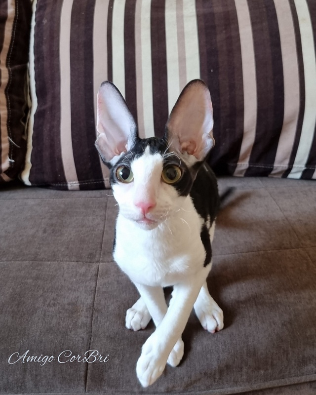 Amigo CorBri - Kitten cornish rex 4 months 2.5 weeks