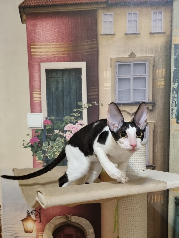 Amigo CorBri - Kitten cornish rex 6 months 1 week