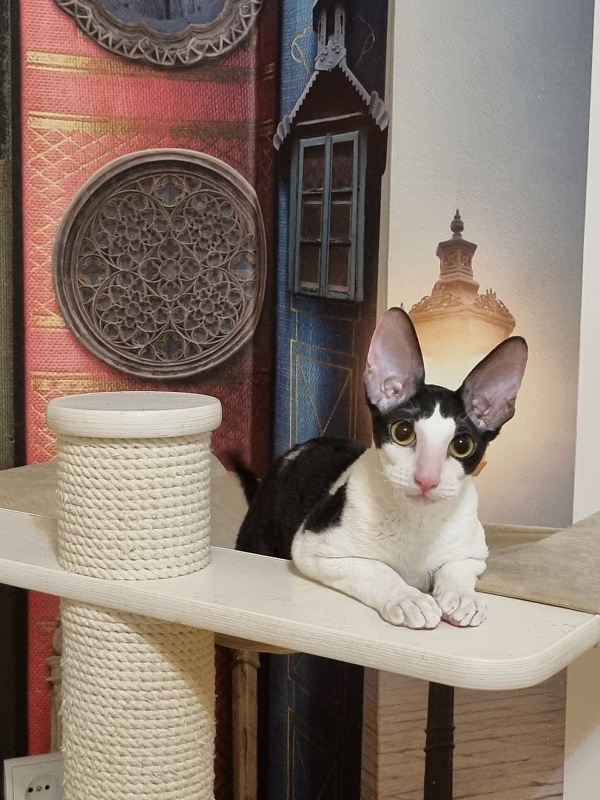 Amigo CorBri - Kitten cornish rex 6 months 1 week