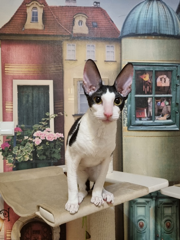 Amigo CorBri - Kitten cornish rex 6 months 1 week